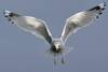 2cy Common Gull (77401 bytes)
