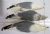 adult Common Gull (63404 bytes)