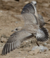 juvenile Common Gull (83532 bytes)