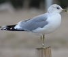 adult Common Gull (63404 bytes)