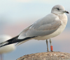 2cy Common Gull (77401 bytes)