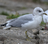 adult Common Gull (63404 bytes)