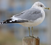 adult Common Gull (63404 bytes)