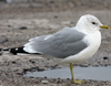 adult Common Gull (63404 bytes)