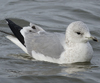 3cy Common Gull. (56265 bytes)