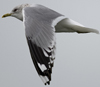 adult Common Gull (63404 bytes)
