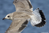 juvenile Common Gull (84344 bytes)