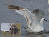 2cy Common Gull canus in July. (84131 bytes)