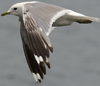 adult Common Gull (63404 bytes)