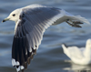 2cy Common Gull (77401 bytes)