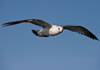2cy Common Gull (77401 bytes)