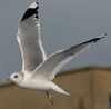 adult Common Gull (63404 bytes)