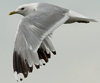 adult Common Gull (63404 bytes)