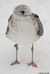 adult Common Gull (63404 bytes)