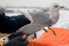 adult Common Gull (63404 bytes)