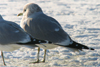 adult Common Gull (63404 bytes)