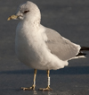 adult Common Gull (63404 bytes)