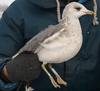 adult Common Gull (63404 bytes)