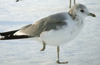 adult Common Gull (63404 bytes)