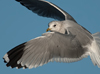 adult Common Gull - canus - in February. (41611 bytes)