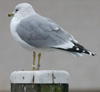 adult Common Gull (63404 bytes)