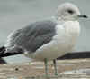 adult Common Gull (63404 bytes)