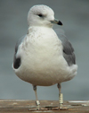 adult Common Gull (63404 bytes)