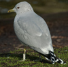 adult Common Gull (63404 bytes)