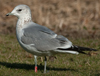 2cy Common Gull (77401 bytes)