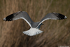 2cy Common Gull (77401 bytes)