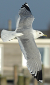 adult Common Gull (63404 bytes)
