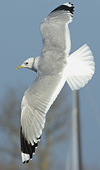 adult Common Gull (63404 bytes)