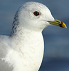 adult Common Gull (63404 bytes)