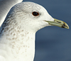adult Common Gull (63404 bytes)