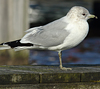 adult Common Gull (63404 bytes)