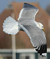 adult Common Gull (63404 bytes)