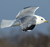 adult Common Gull (63404 bytes)