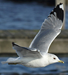 adult Common Gull (63404 bytes)