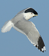adult Common Gull (63404 bytes)