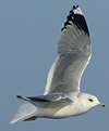 adult Common Gull (63404 bytes)