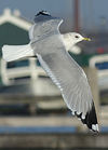 adult Common Gull (63404 bytes)