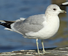 adult Common Gull (63404 bytes)