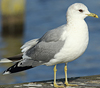 adult Common Gull (63404 bytes)