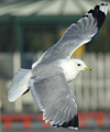 adult Common Gull (63404 bytes)