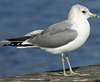 adult Common Gull (63404 bytes)
