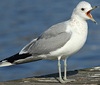 adult Common Gull (63404 bytes)