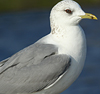 adult Common Gull (63404 bytes)
