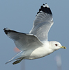 adult Common Gull (63404 bytes)