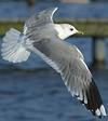 adult Common Gull (63404 bytes)