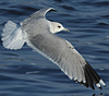 adult Common Gull (63404 bytes)